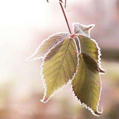 KOKapp手机app下载